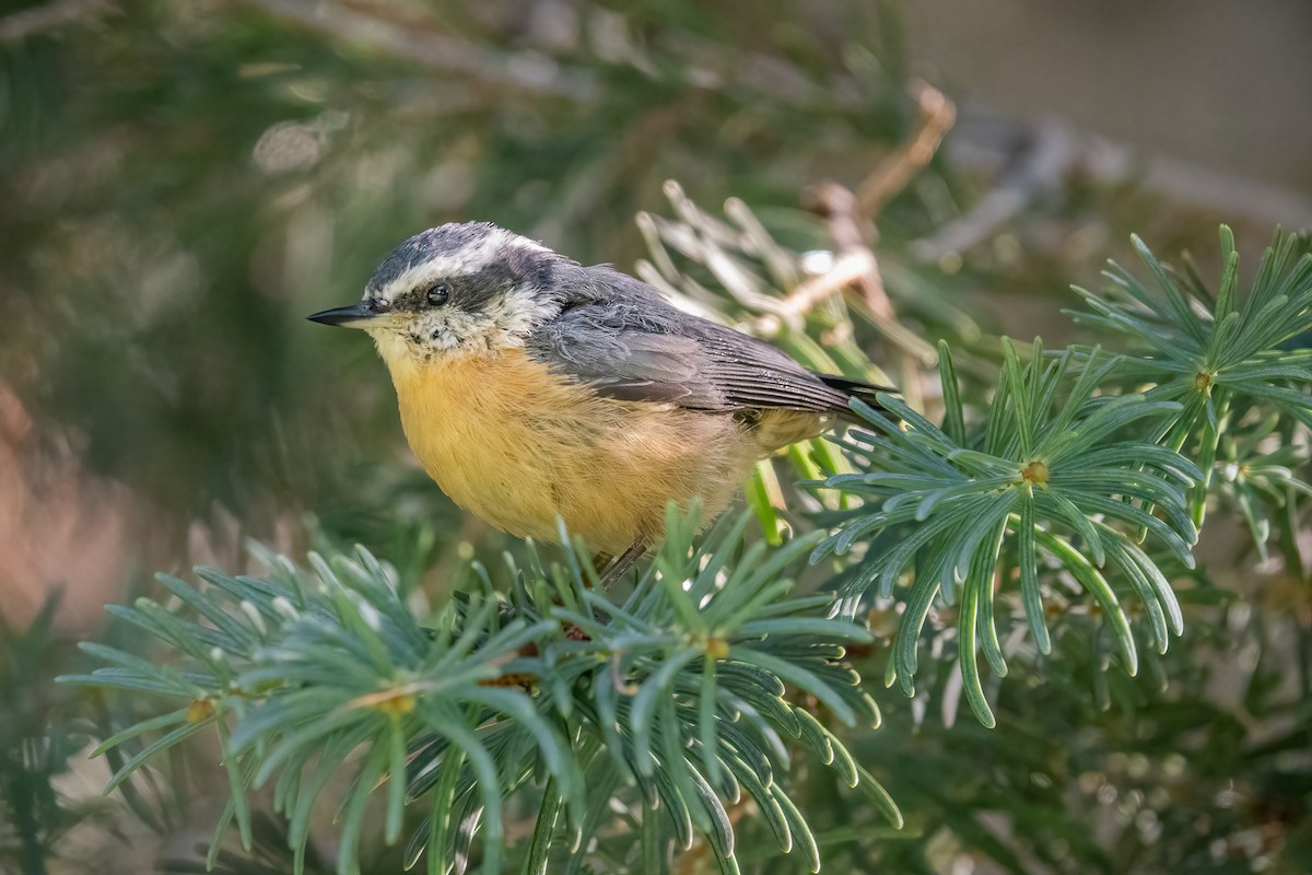 Red-breasted Nuthatch - ML362912331