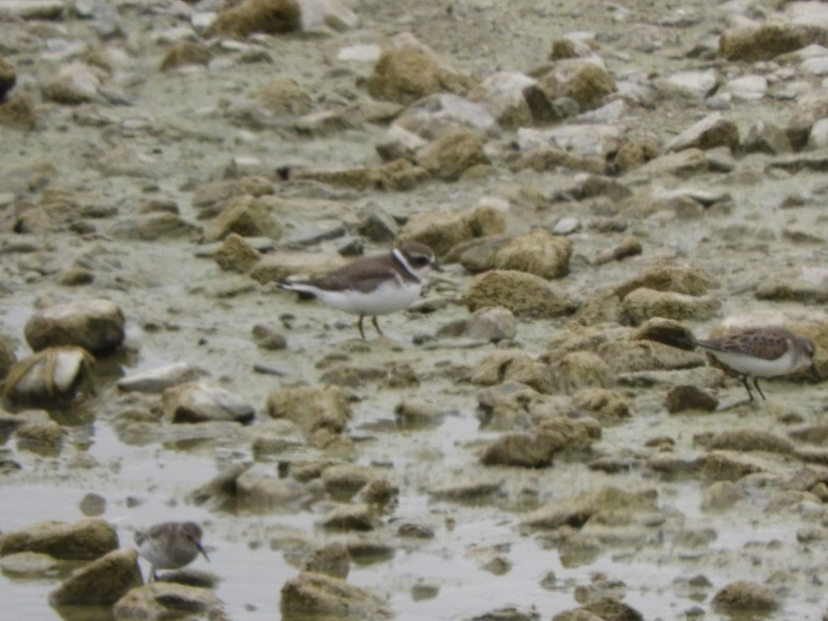 Semipalmated Plover - ML362913861