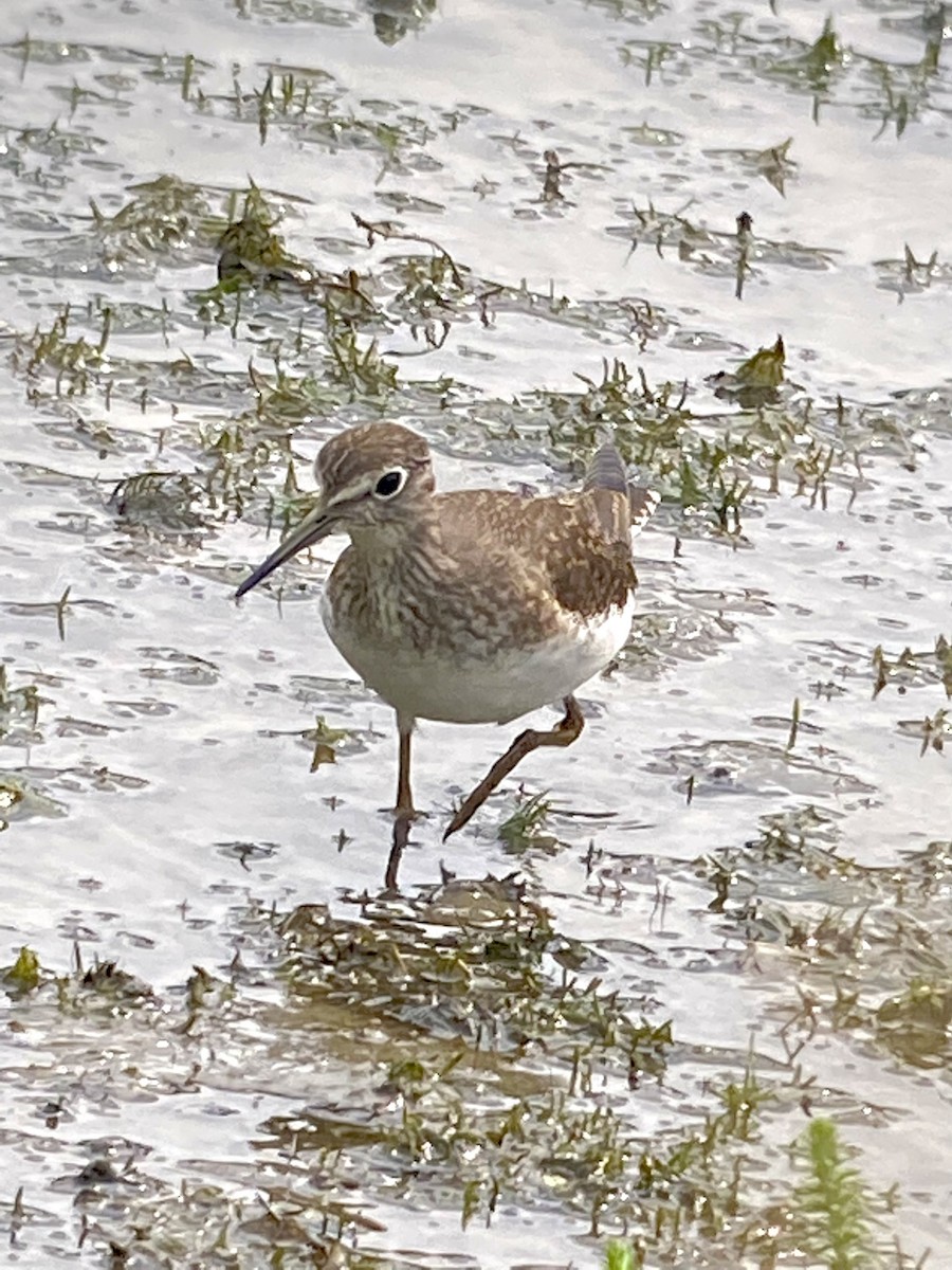 Solitary Sandpiper - ML362915951