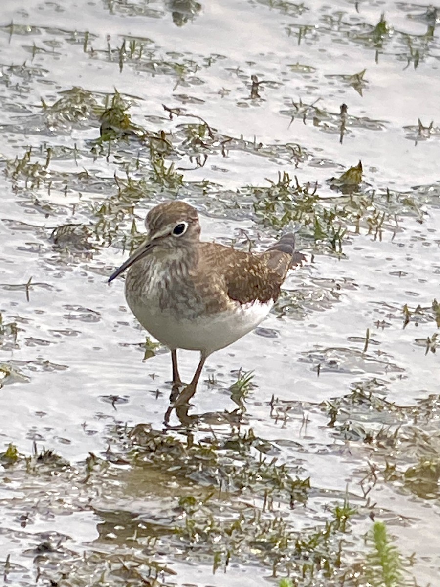 Solitary Sandpiper - ML362915961