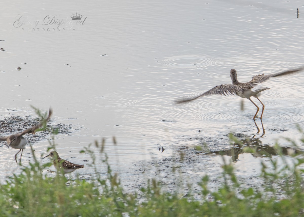 Greater Yellowlegs - ML362918921