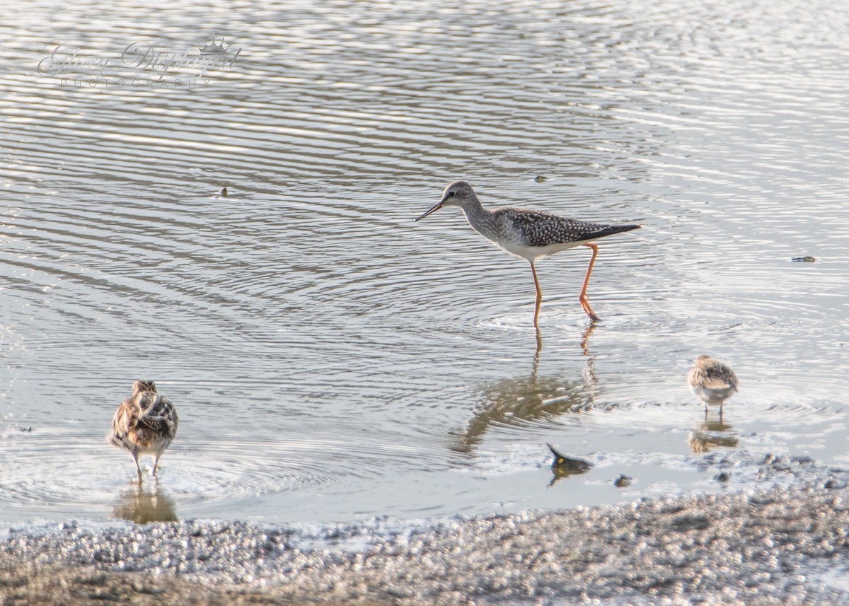 Greater Yellowlegs - ML362918941