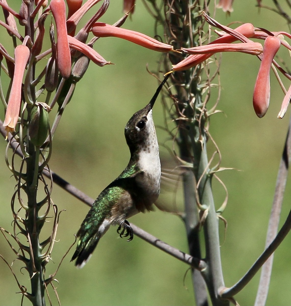 Ruby-throated Hummingbird - ML362920051