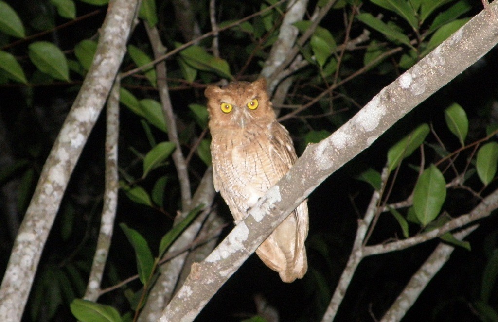 Tropical Screech-Owl - Eduardo Freitez Gassán