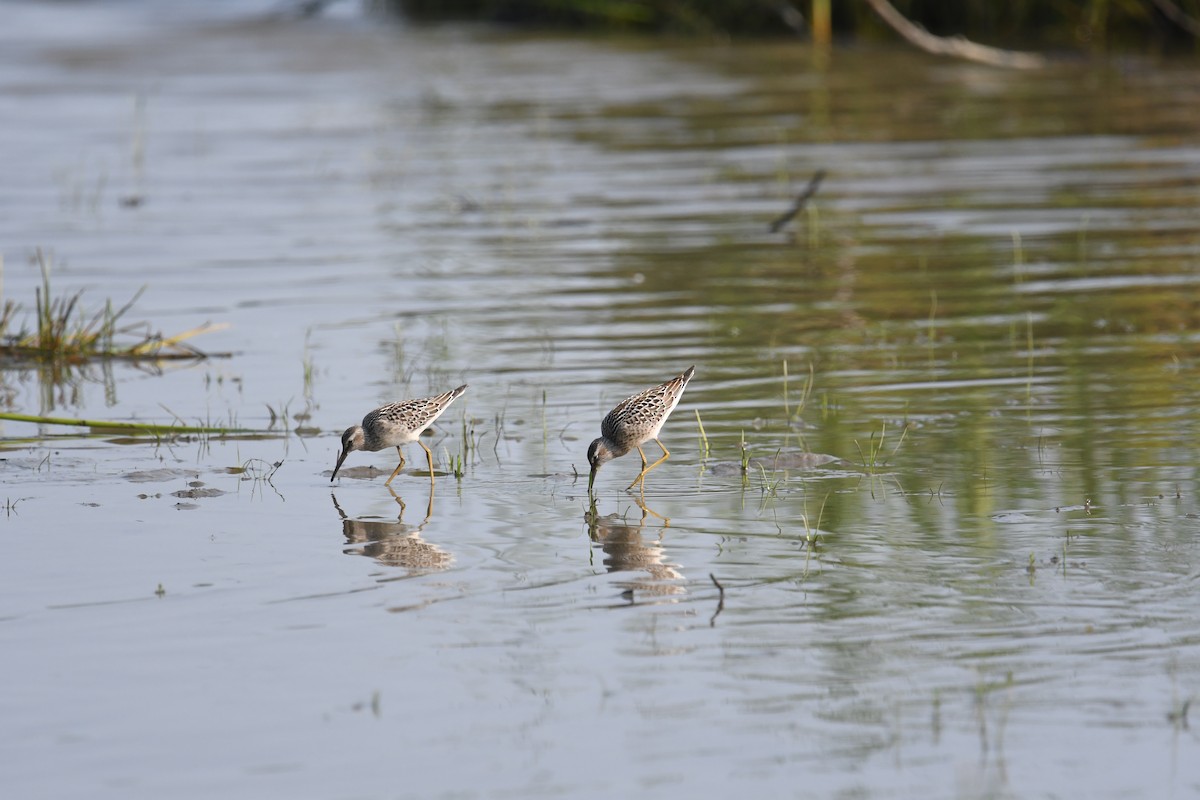 Stilt Sandpiper - ML362921961