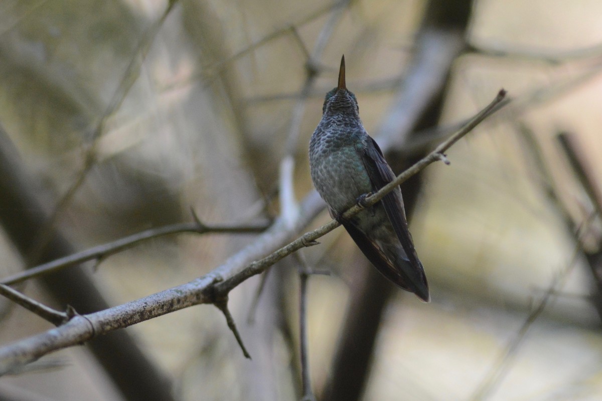 kolibřík pestrý - ML362922501