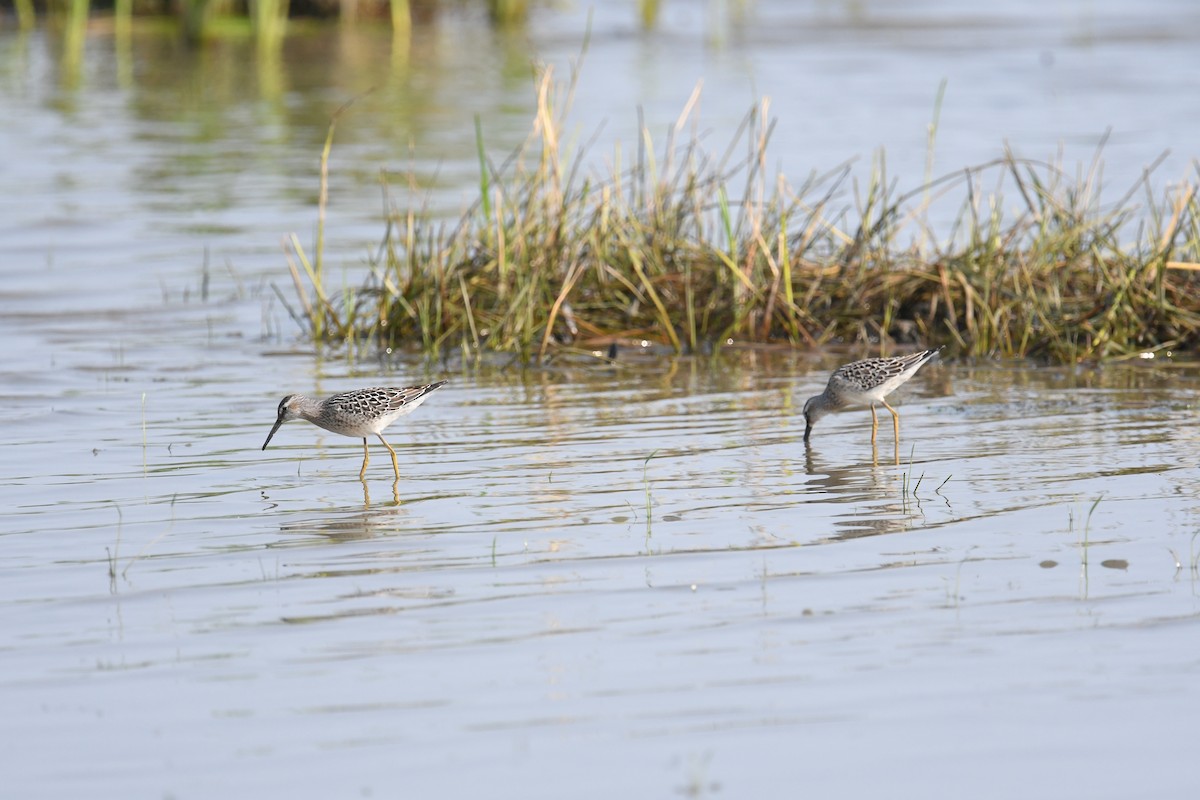 Stilt Sandpiper - ML362922571