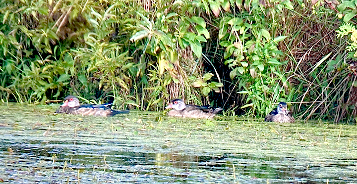 Wood Duck - ML362922921