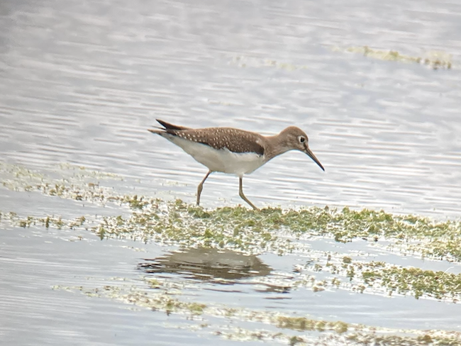 Solitary Sandpiper - ML362923711