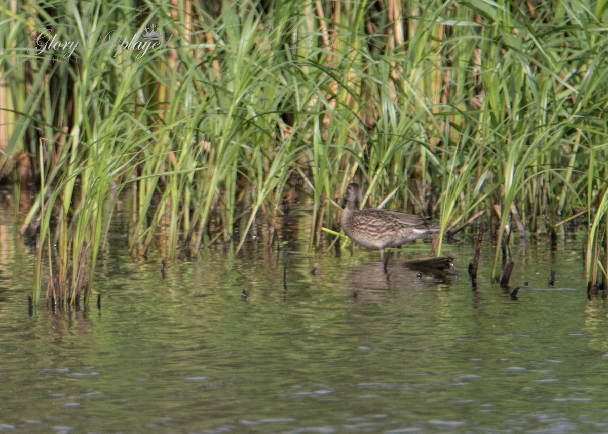 Green-winged Teal - ML362924051
