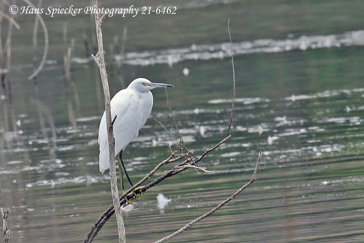 Snowy Egret - Hans Spiecker