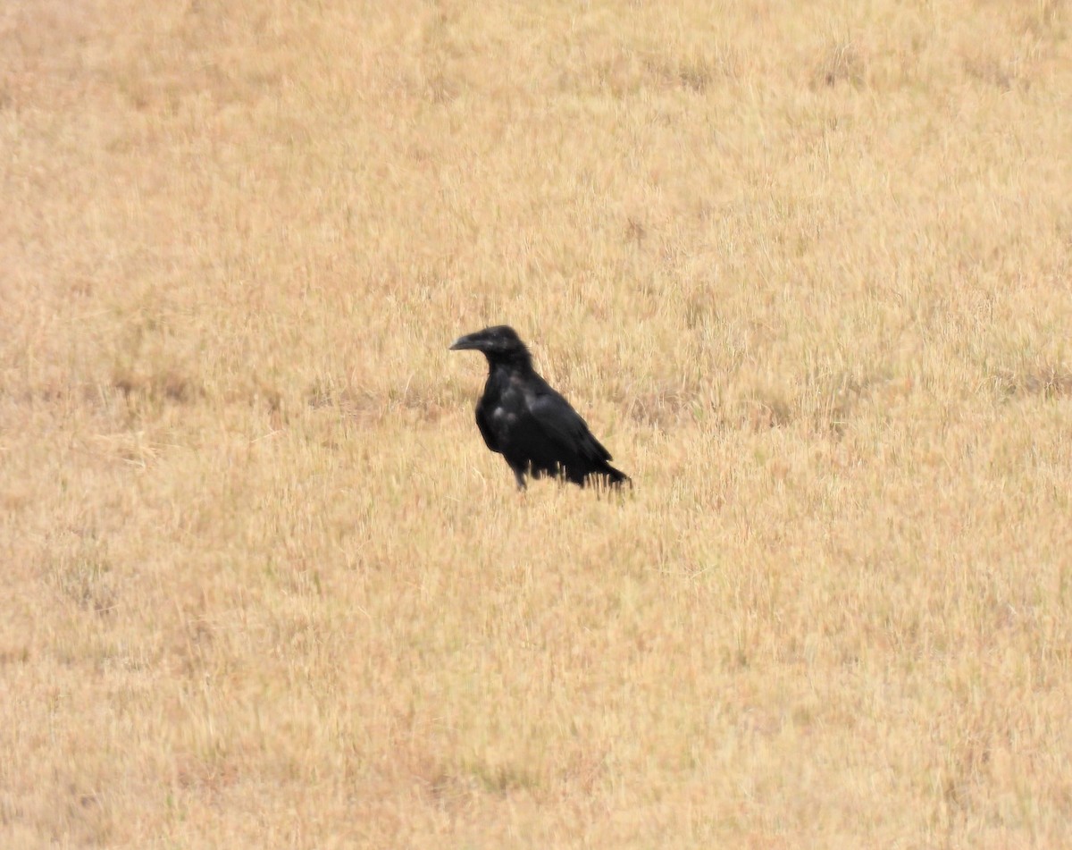 Common Raven - ML362924461