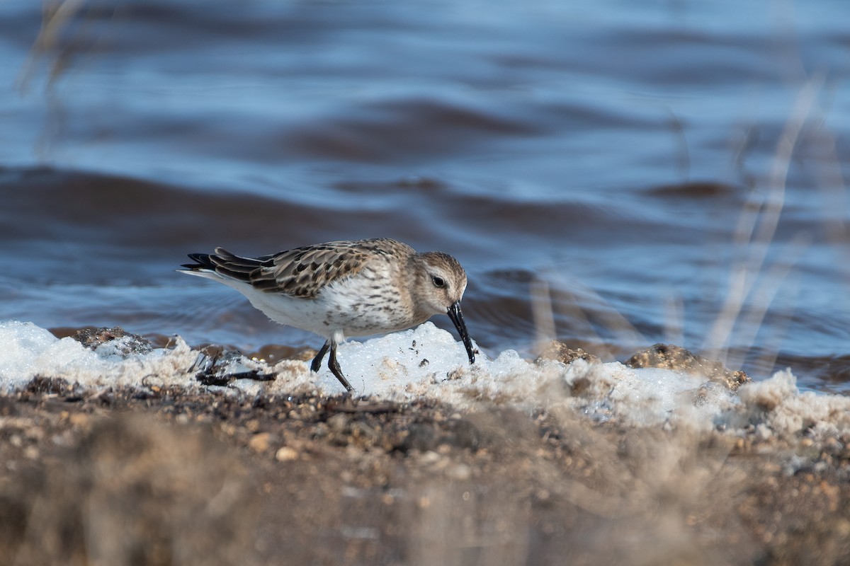 Dunlin - Ana Amaral