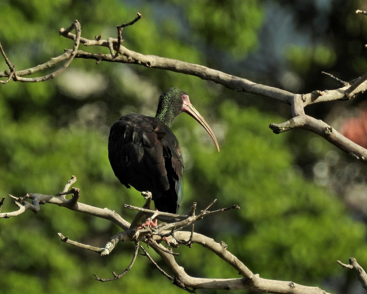 Bare-faced Ibis - Tania Aguirre