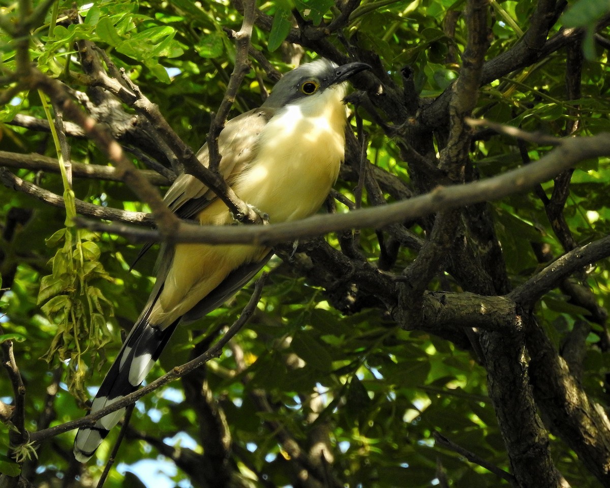 Dark-billed Cuckoo - ML362926221