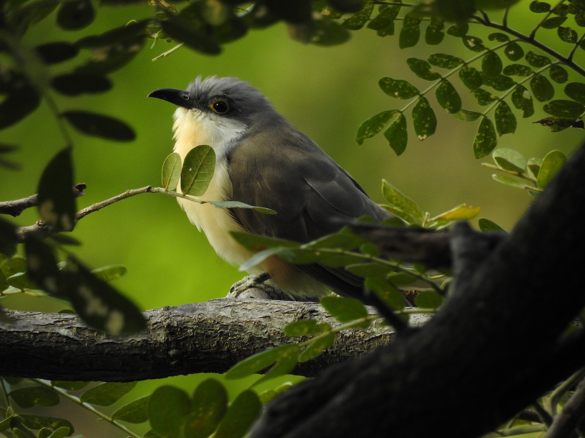 Dark-billed Cuckoo - ML362926371