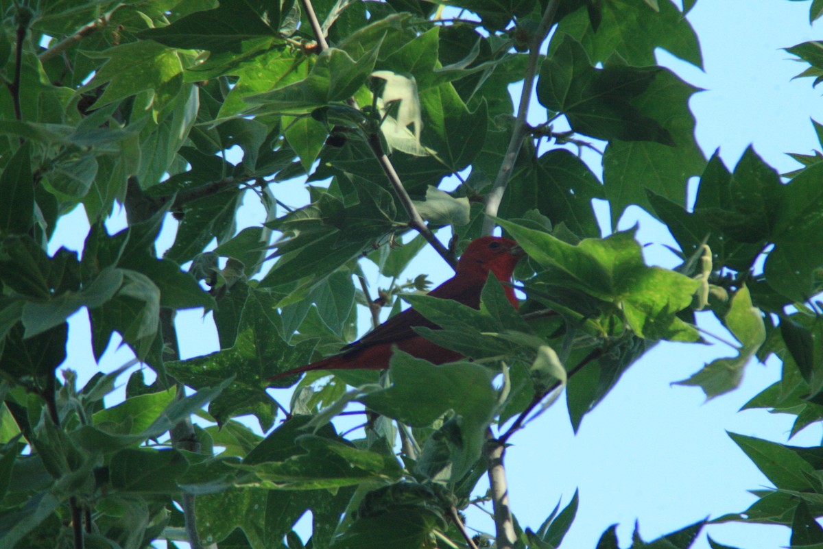 Summer Tanager - ML36292701