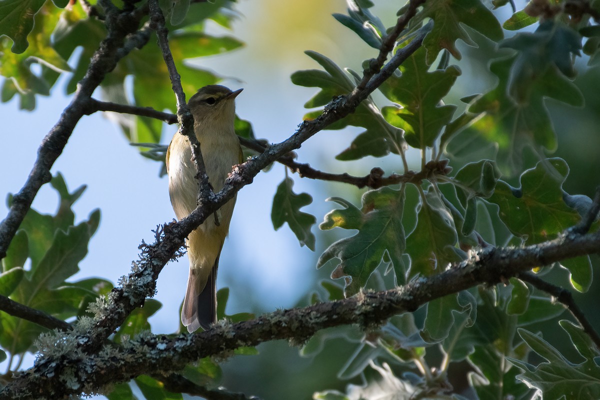 Willow Warbler - ML362927201