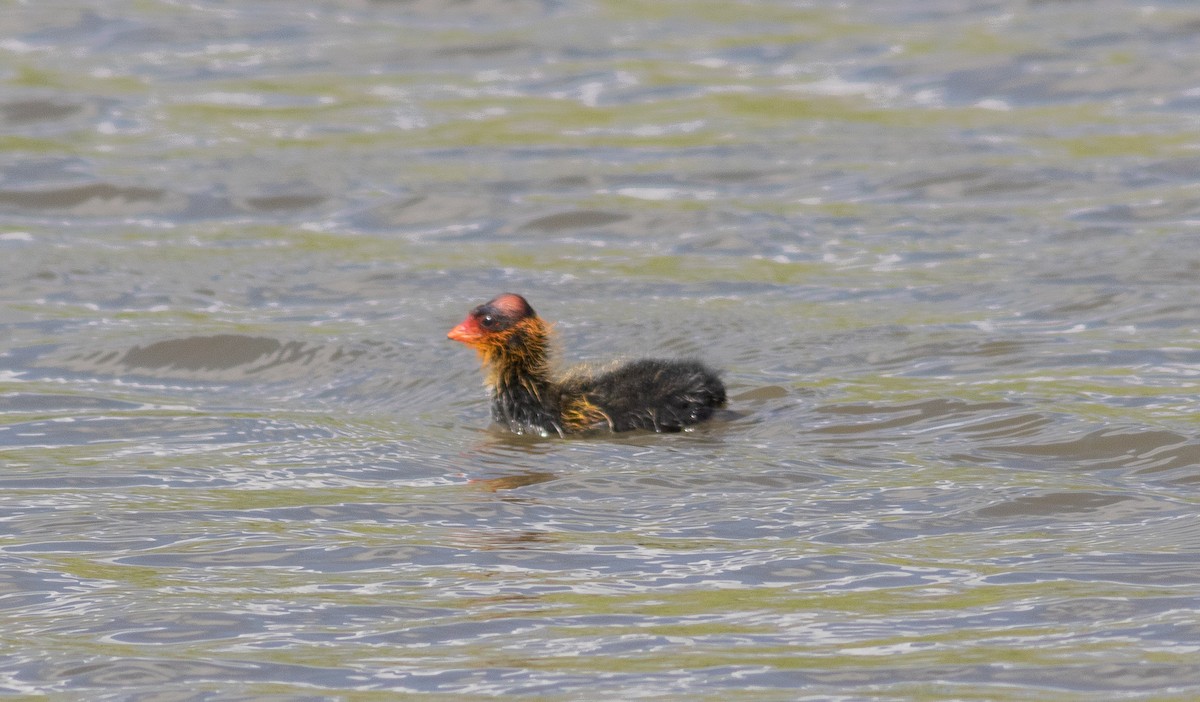 American Coot - ML362927321