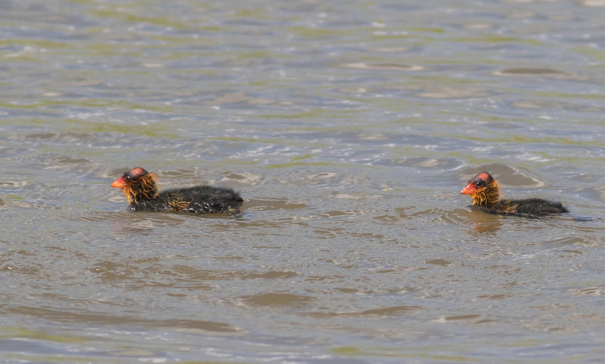 American Coot - ML362927341