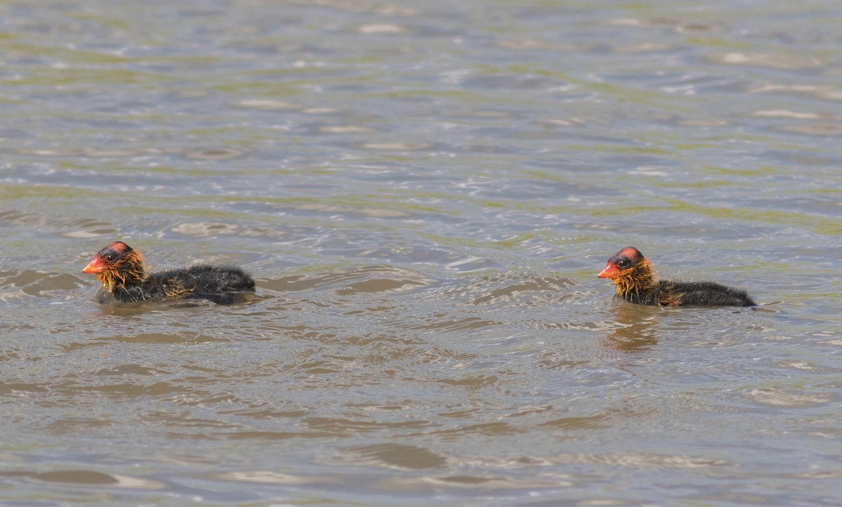 American Coot - ML362927371