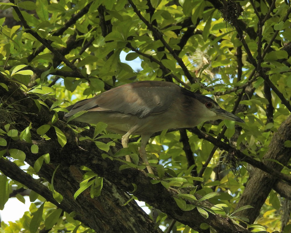 Black-crowned Night Heron - ML362927401