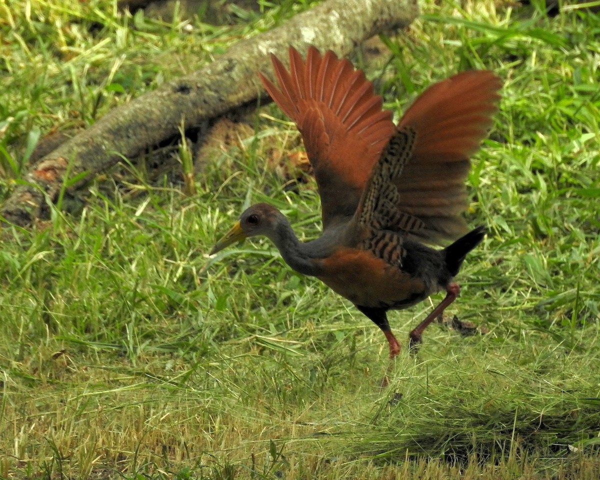 Gray-cowled Wood-Rail - Tania Aguirre