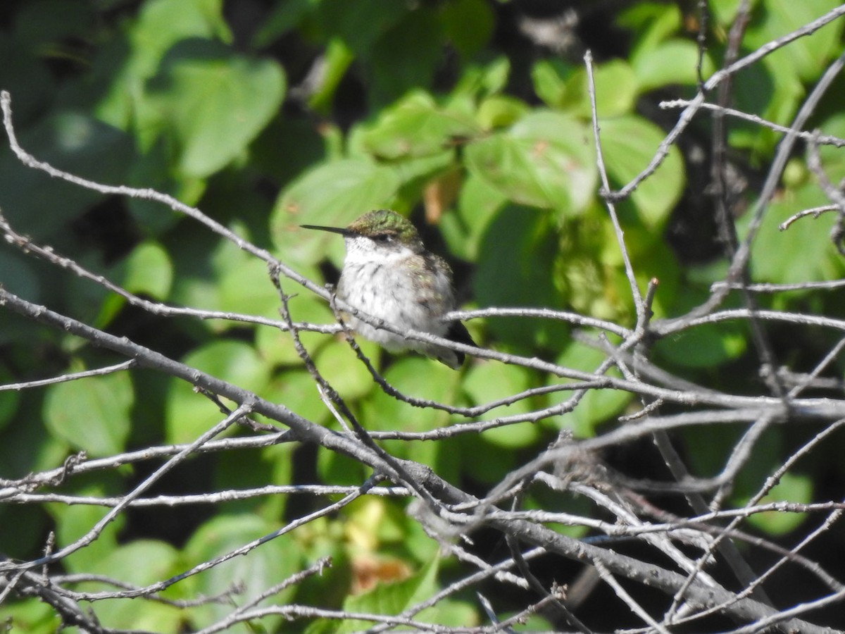 Ruby-throated Hummingbird - ML362927681