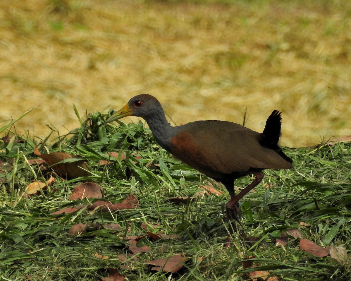 Gray-cowled Wood-Rail - Tania Aguirre