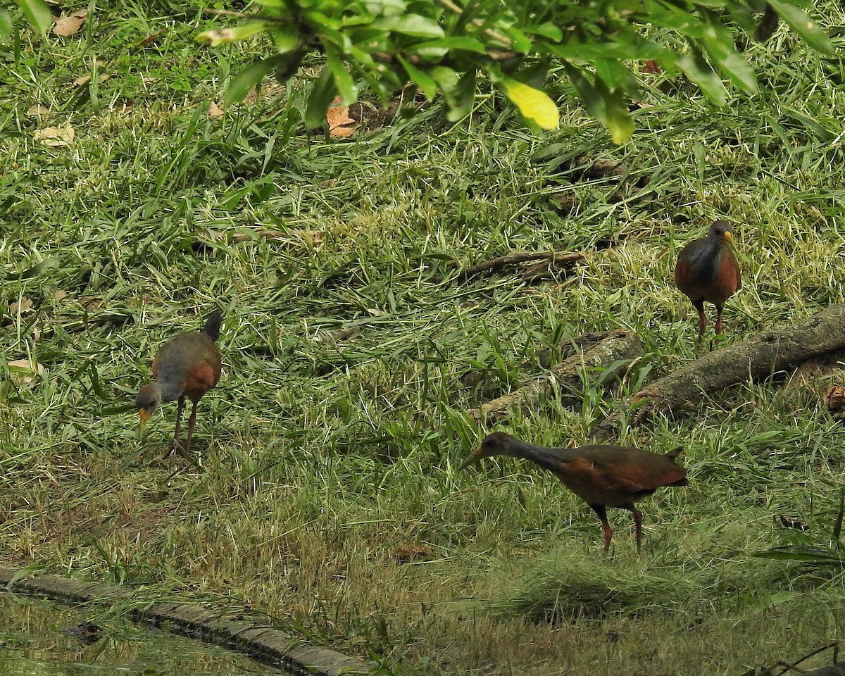 Gray-cowled Wood-Rail - Tania Aguirre