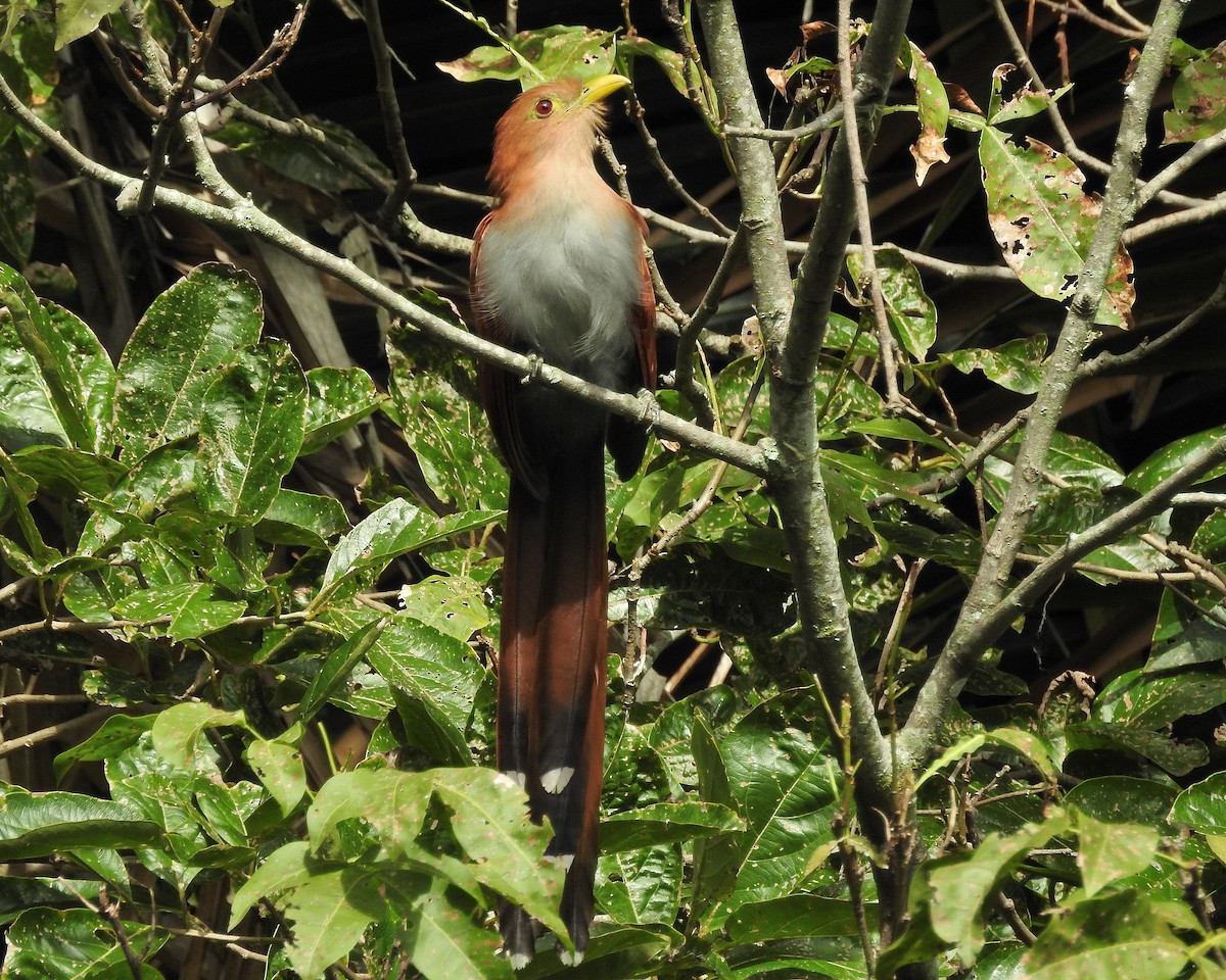 Squirrel Cuckoo - Tania Aguirre