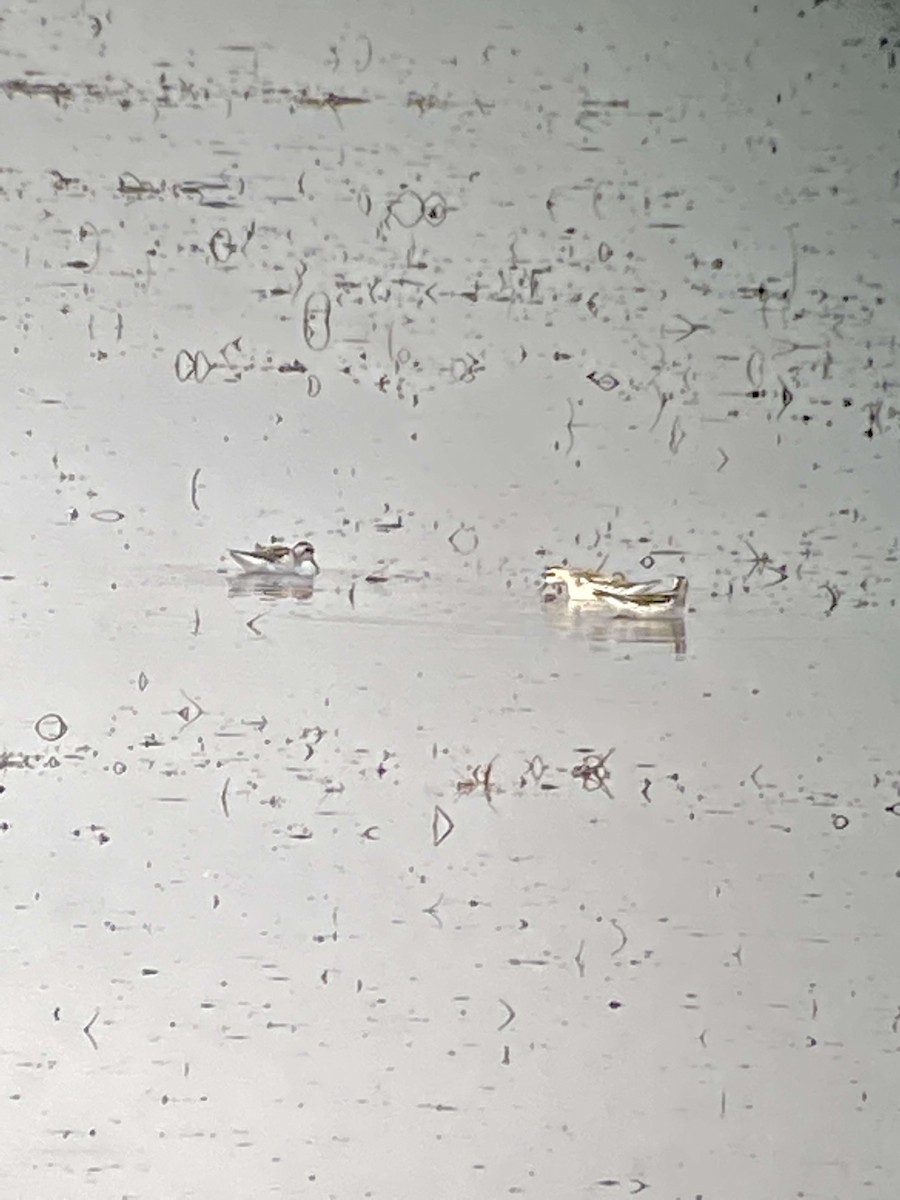 שחיינית צרת-מקור - ML362927921