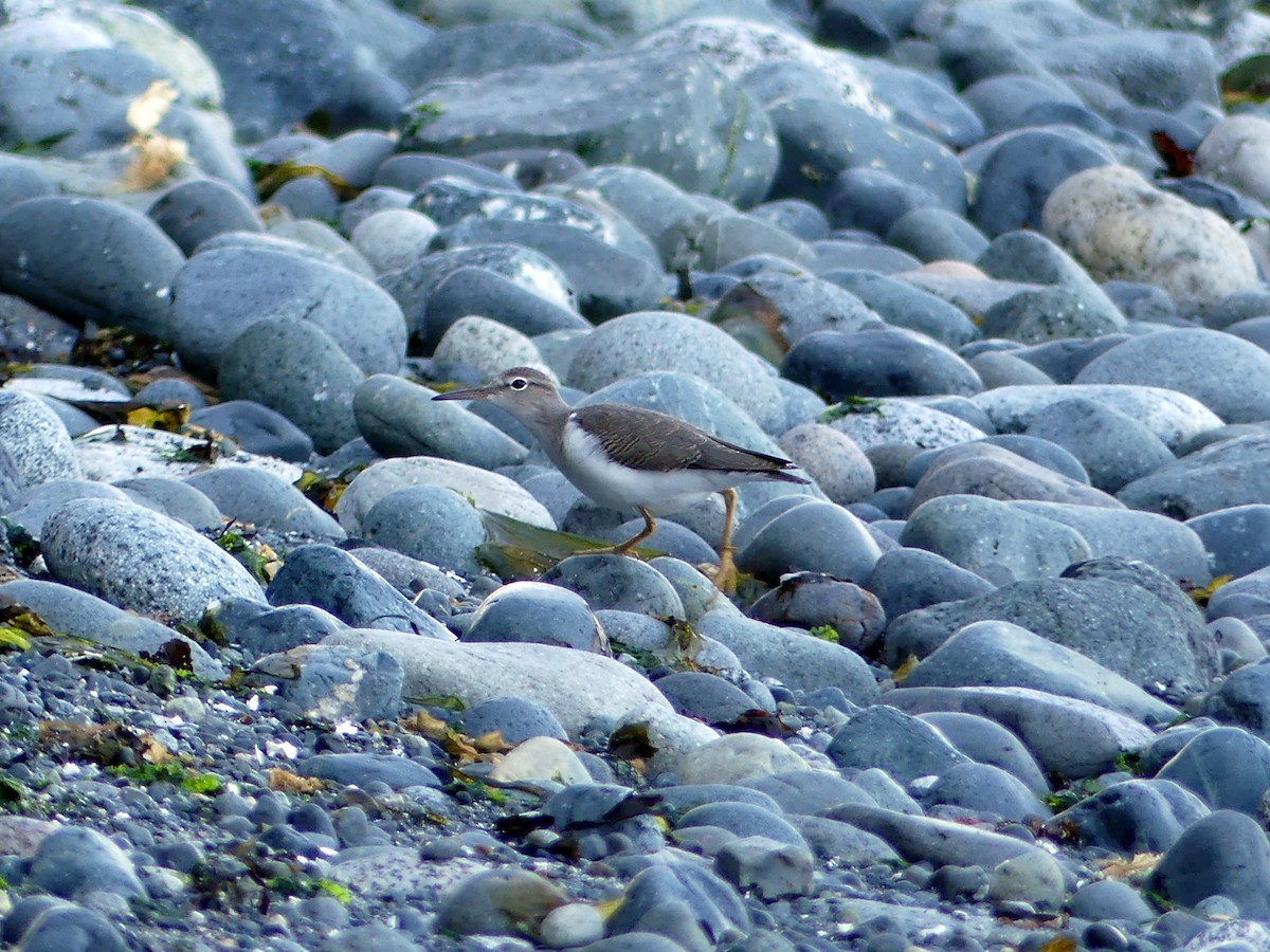 Spotted Sandpiper - ML362929961