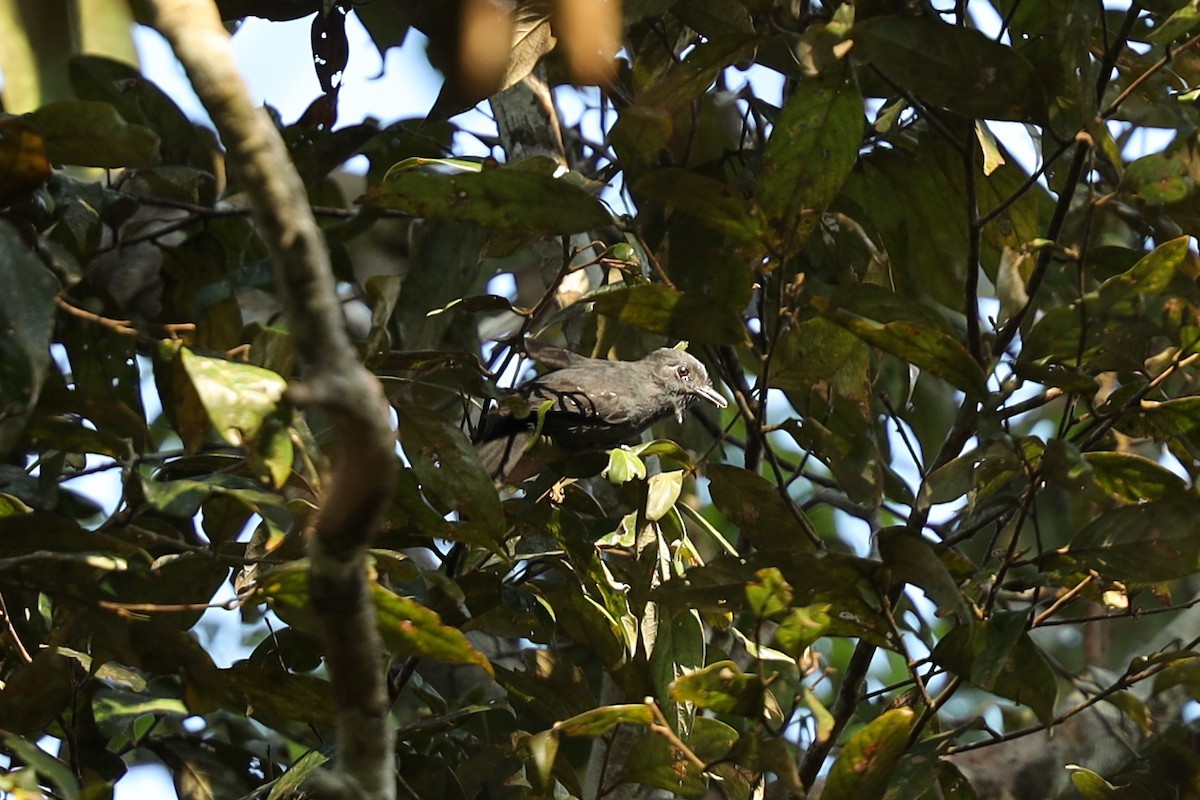 Acre Antshrike - ML362930281