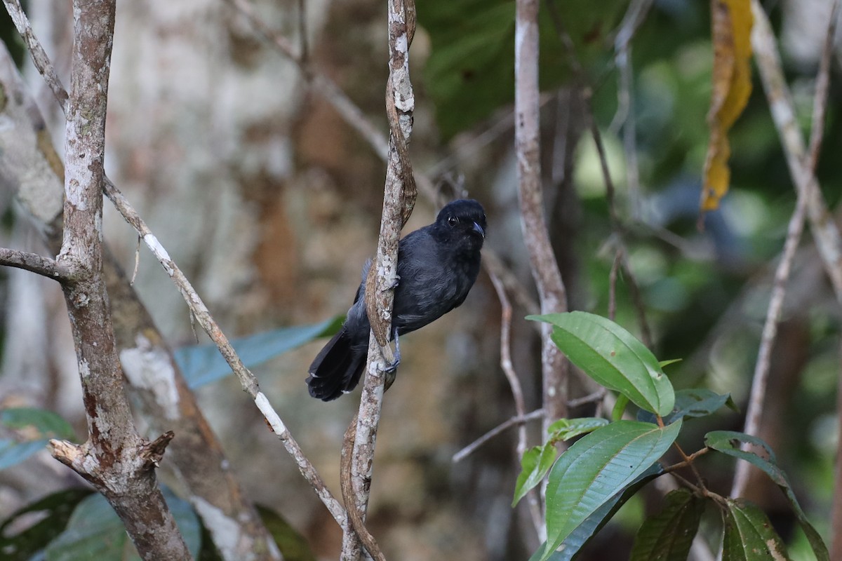 Acre Antshrike - ML362930311