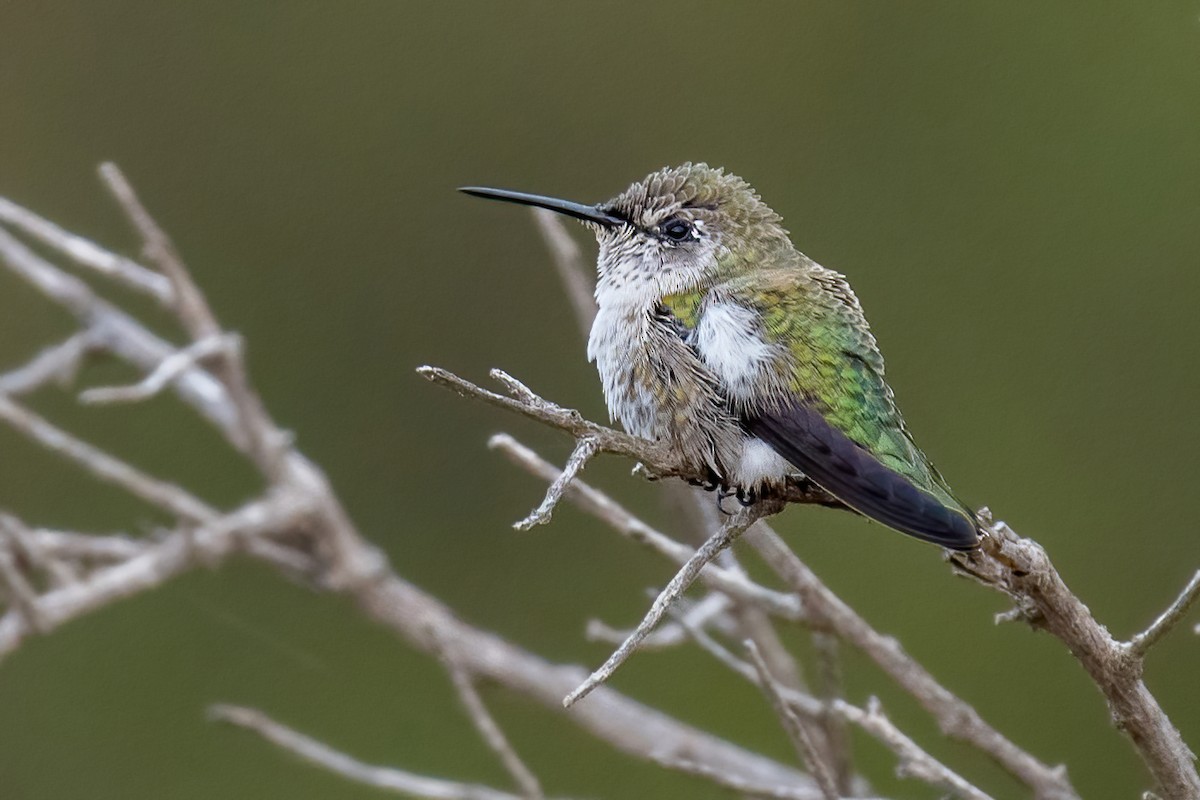 Colibri de Costa - ML362930661