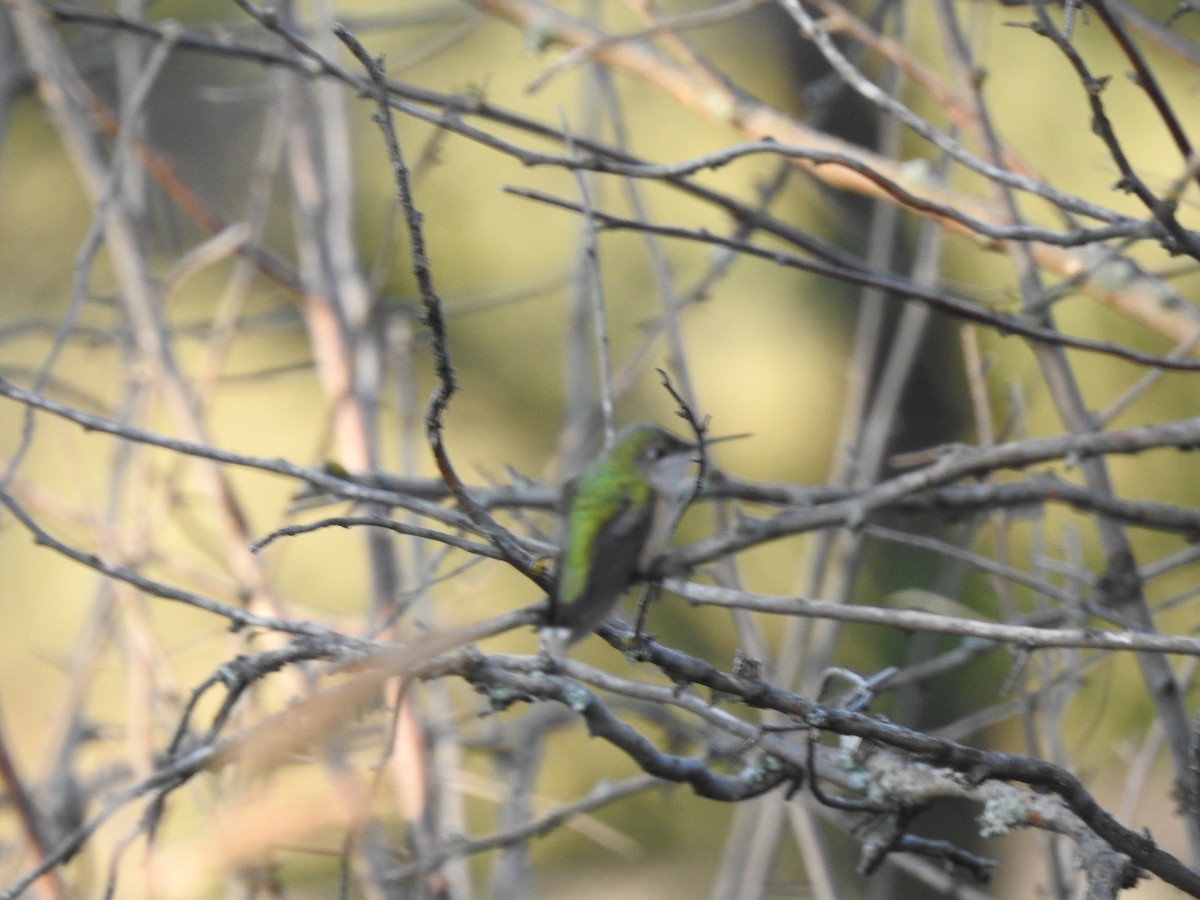 Calliope Hummingbird - ML362932121