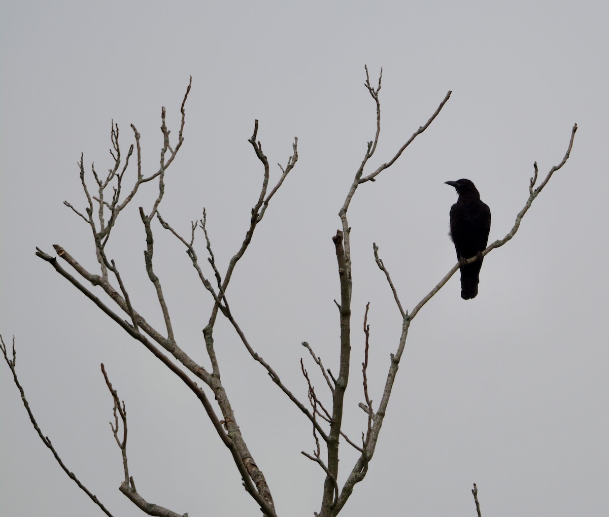 Common Raven - Judy Lipton