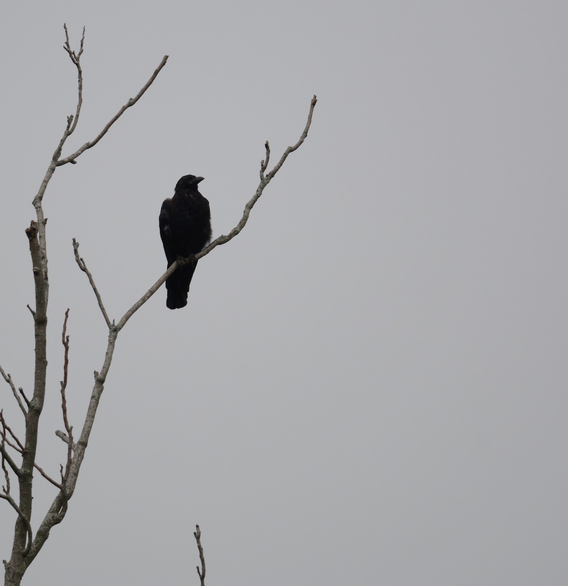 Common Raven - ML362932221