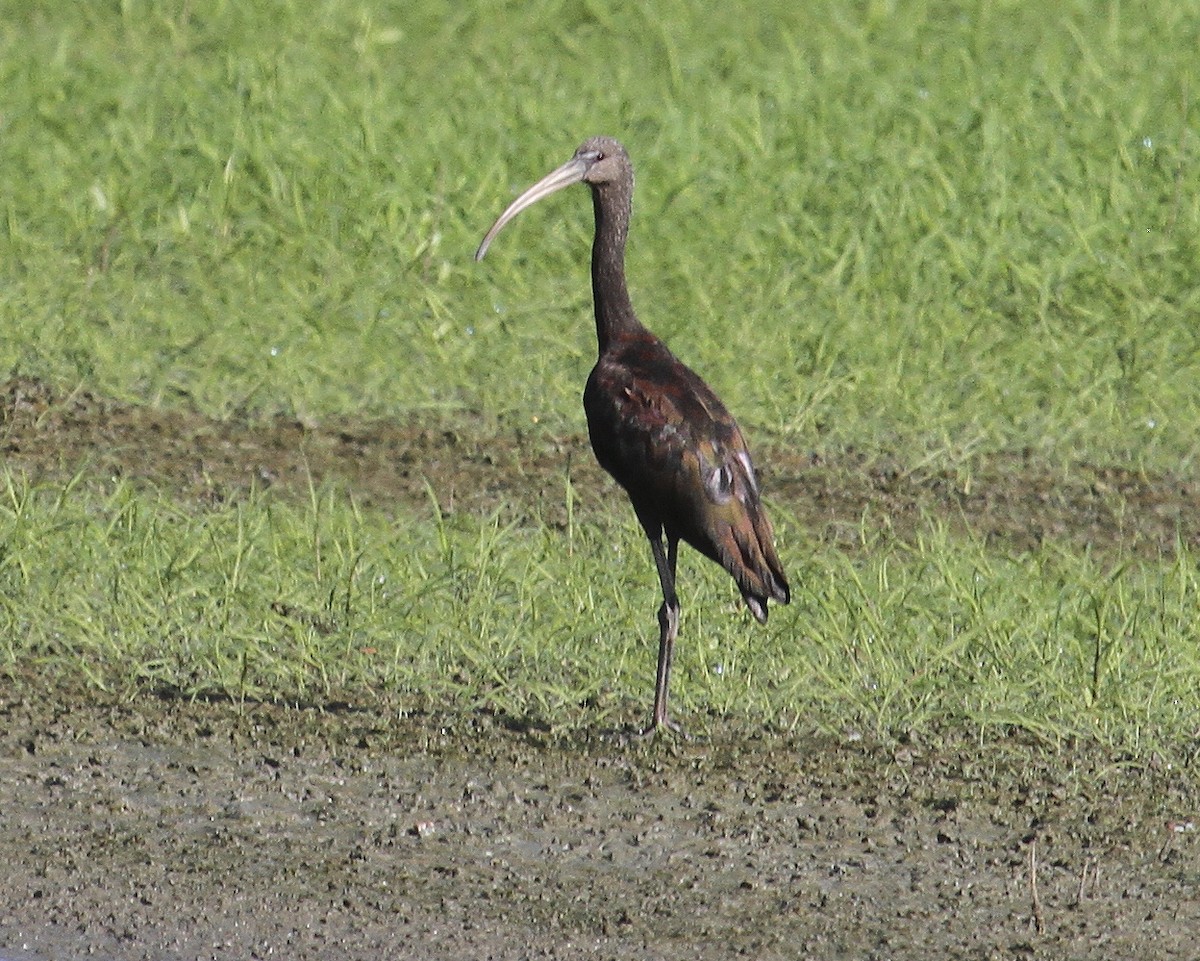 ibis hnědý - ML362932991