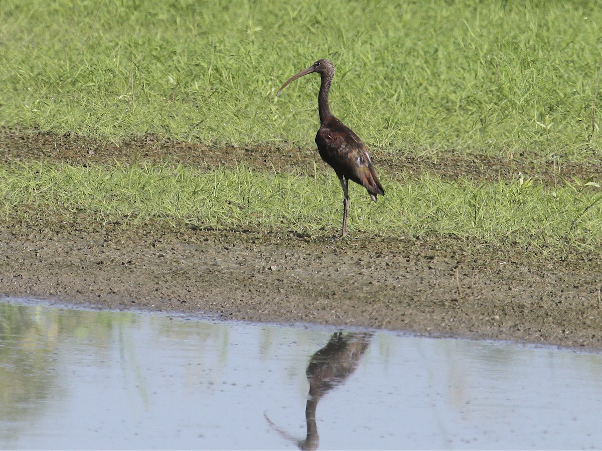 Glossy Ibis - ML362933021