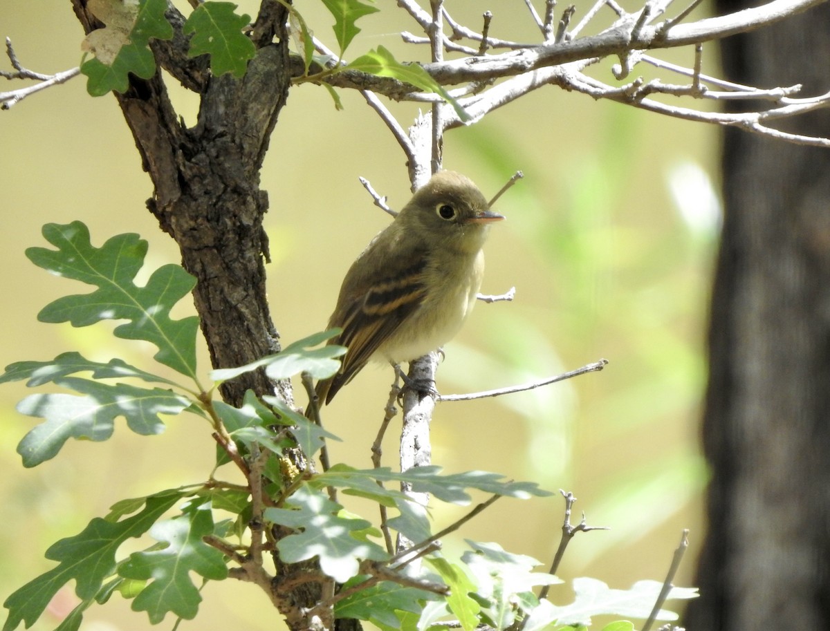 Western Flycatcher (Cordilleran) - ML362933141