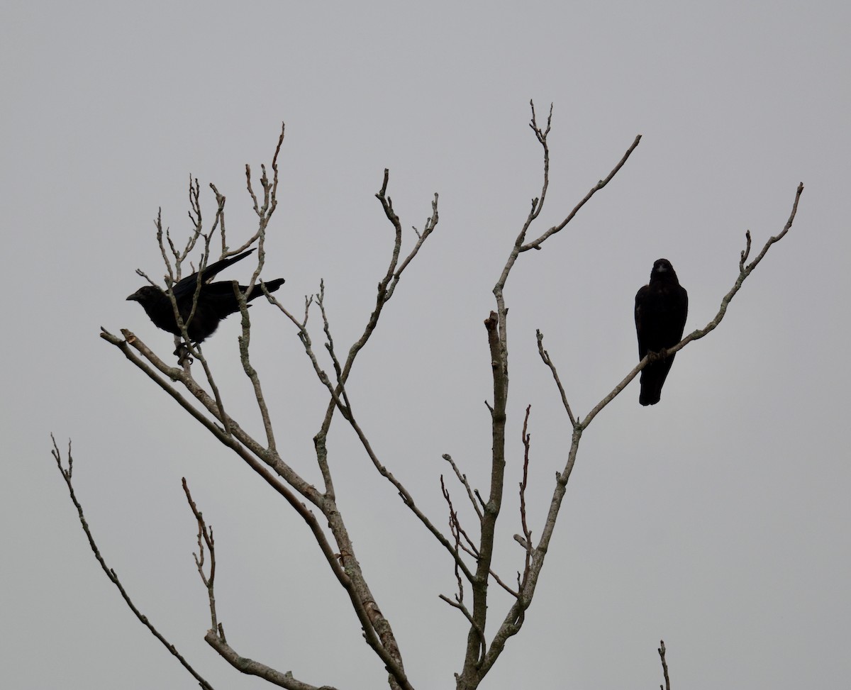 Common Raven - Judy Lipton