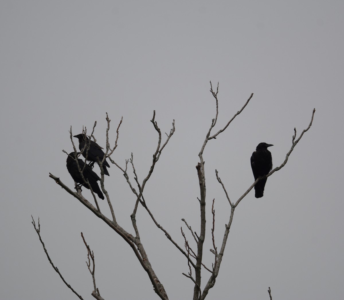 Common Raven - Judy Lipton