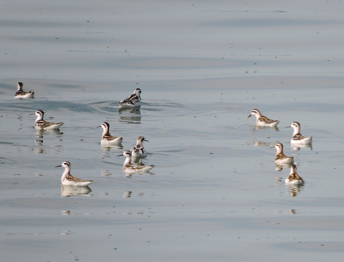 Red-necked Phalarope - ML362934451