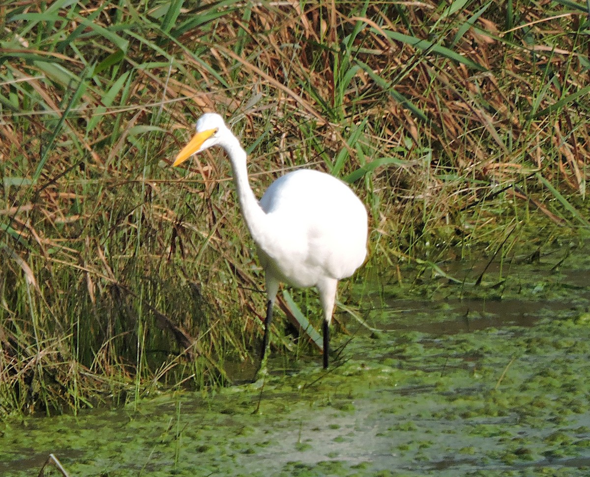 Great Egret - ML362934591