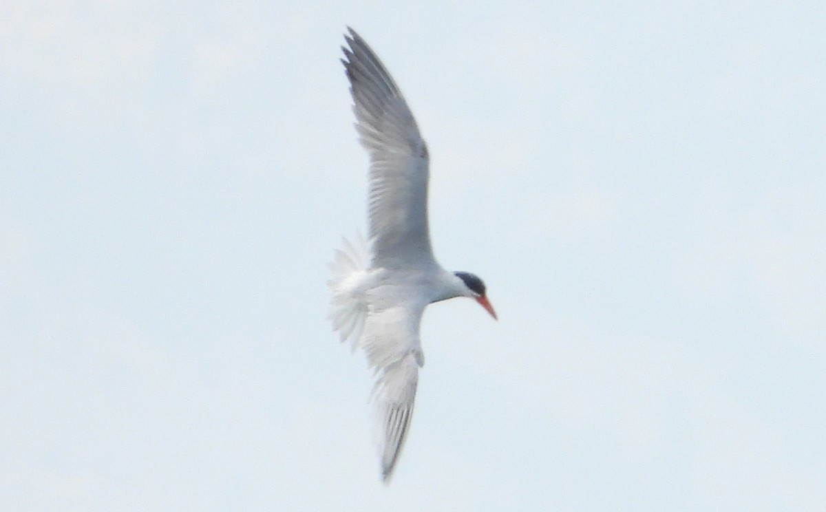 Caspian Tern - Fawn Simonds