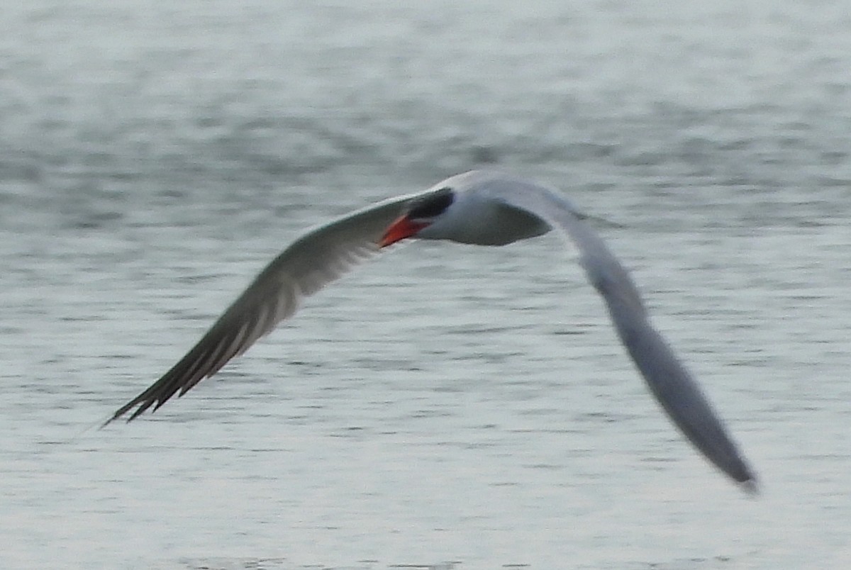 Caspian Tern - ML362935571