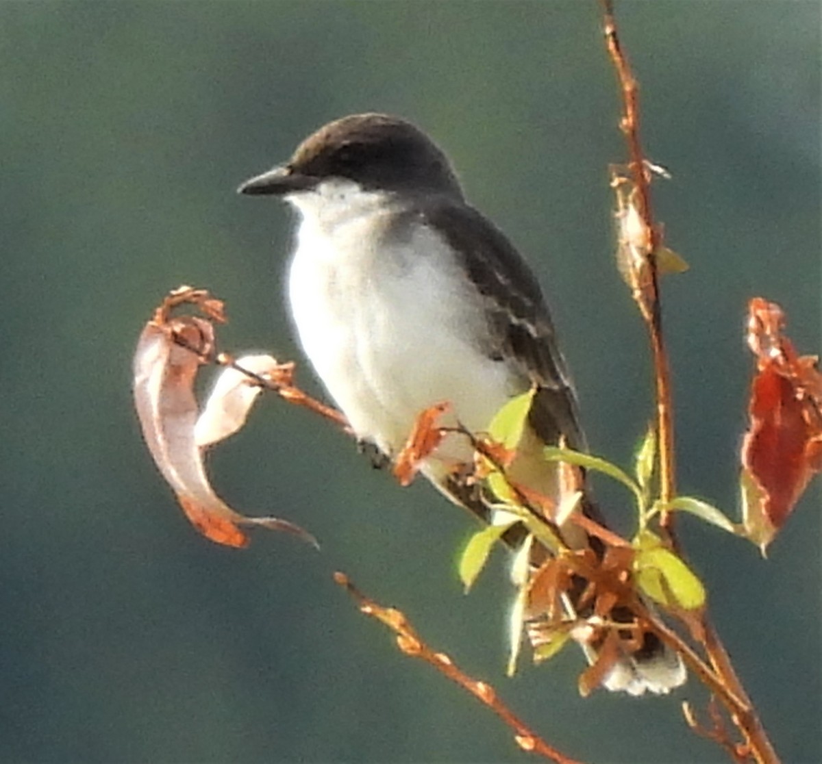 Eastern Kingbird - ML362935851