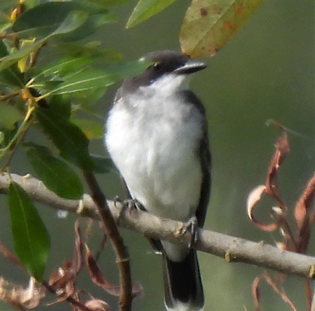 Eastern Kingbird - ML362935861